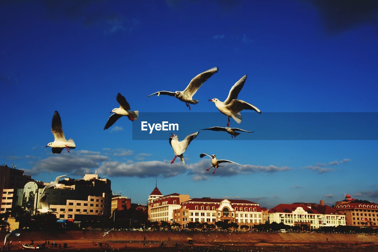 Seagulls flying over city