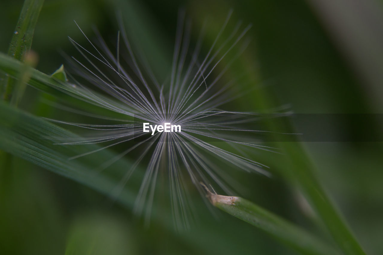 Close-up of dandelion on plant