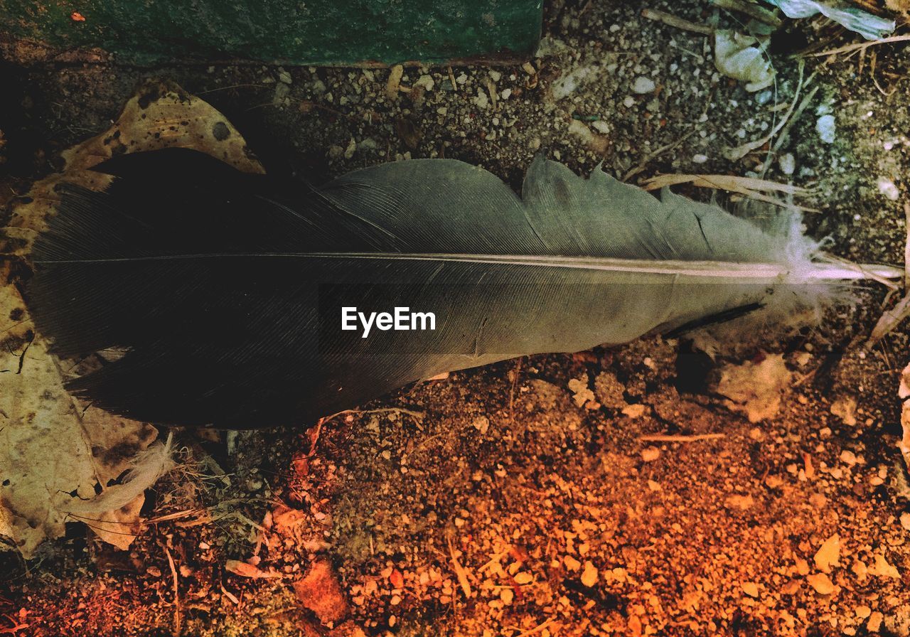 Close-up view of feather