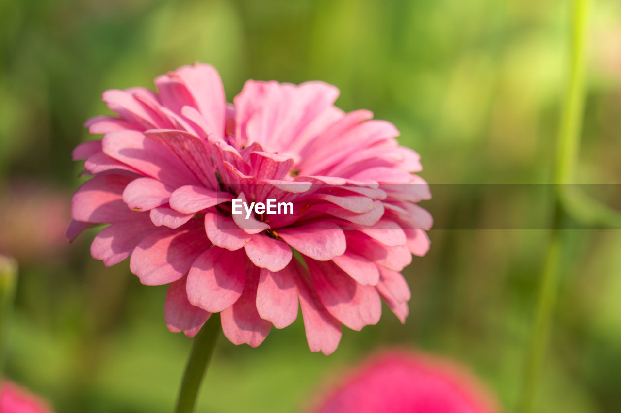 Close-up of pink flowering plant in park