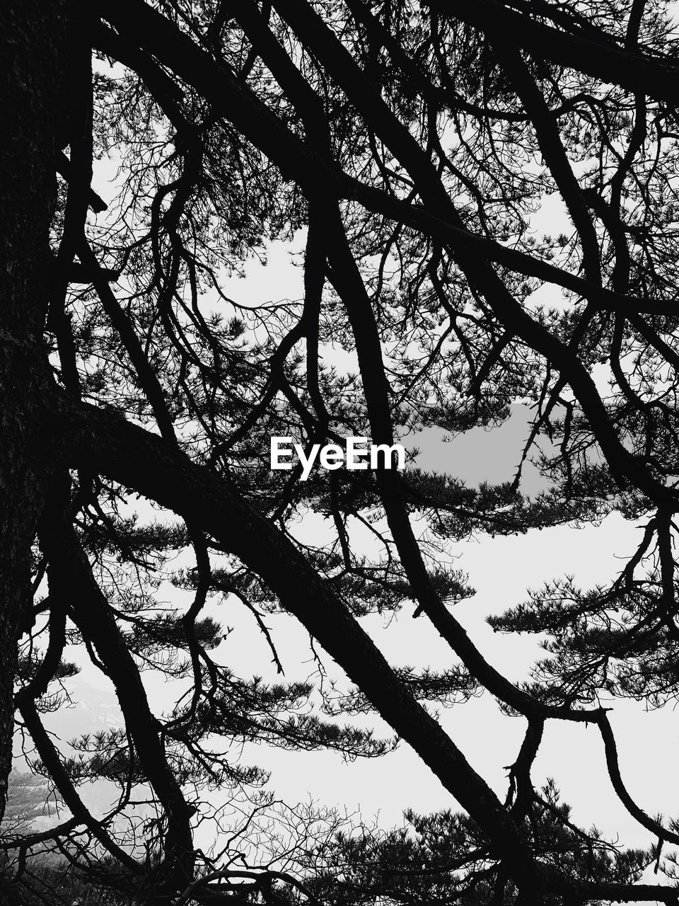 LOW ANGLE VIEW OF SILHOUETTE TREES AGAINST SKY IN FOREST