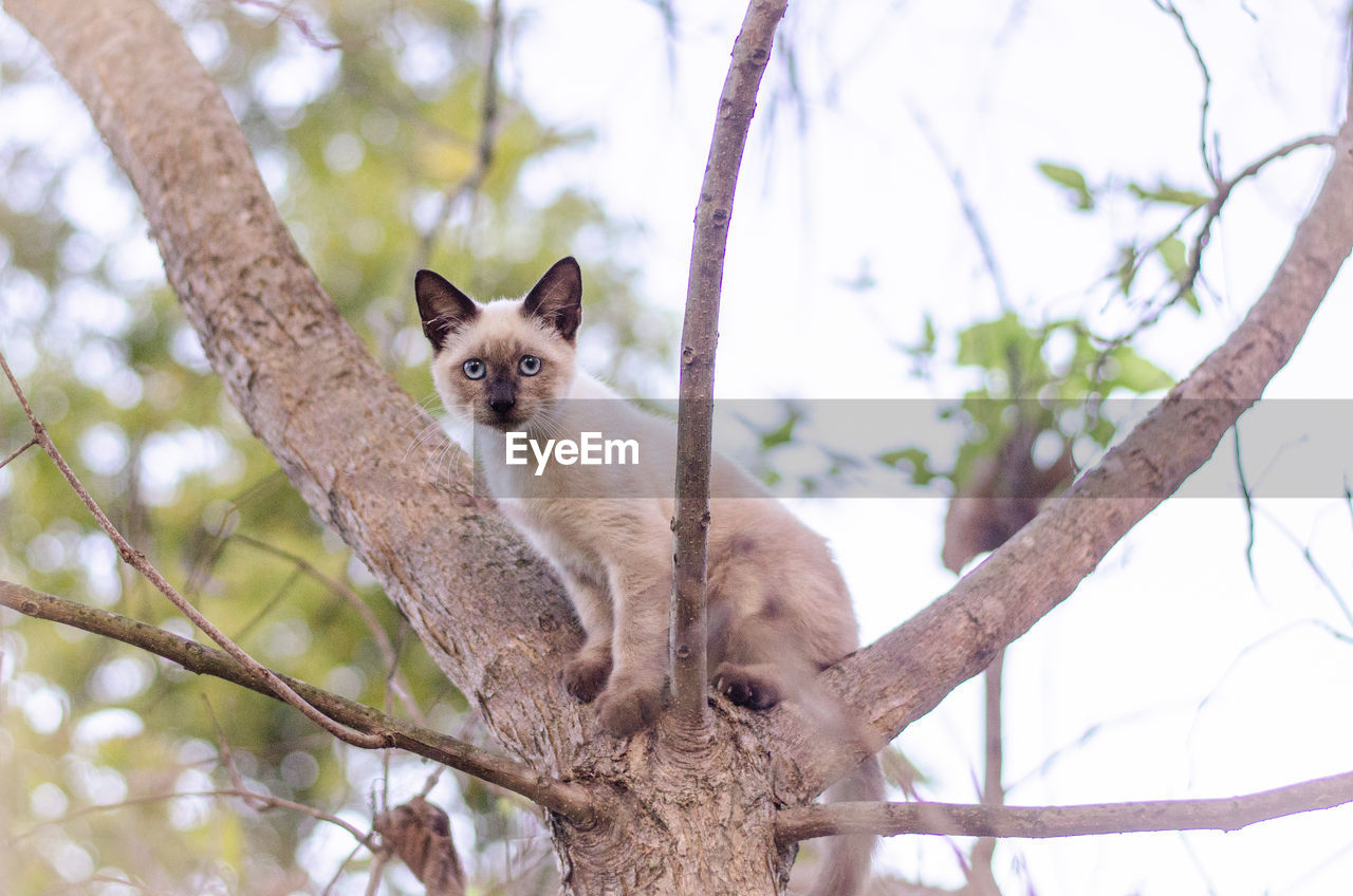 The brown kitten was perched in the tree, waiting for a bird while looking at me.