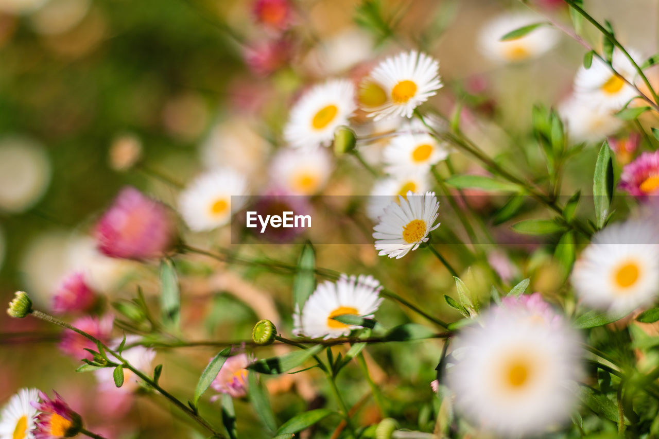 Close-up of white daisy flowers