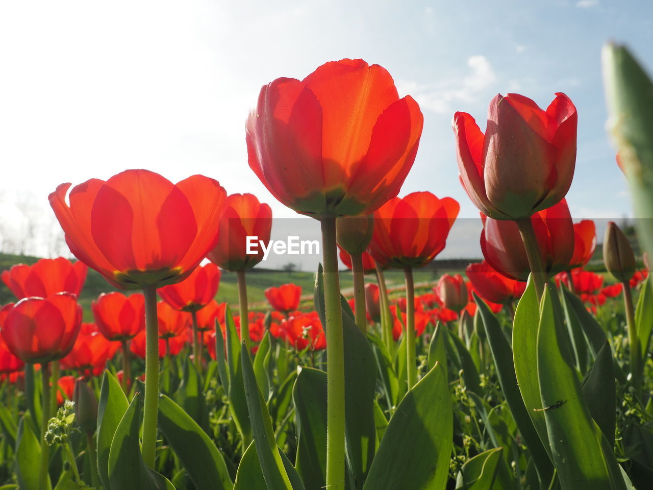 CLOSE-UP OF RED TULIPS IN FIELD