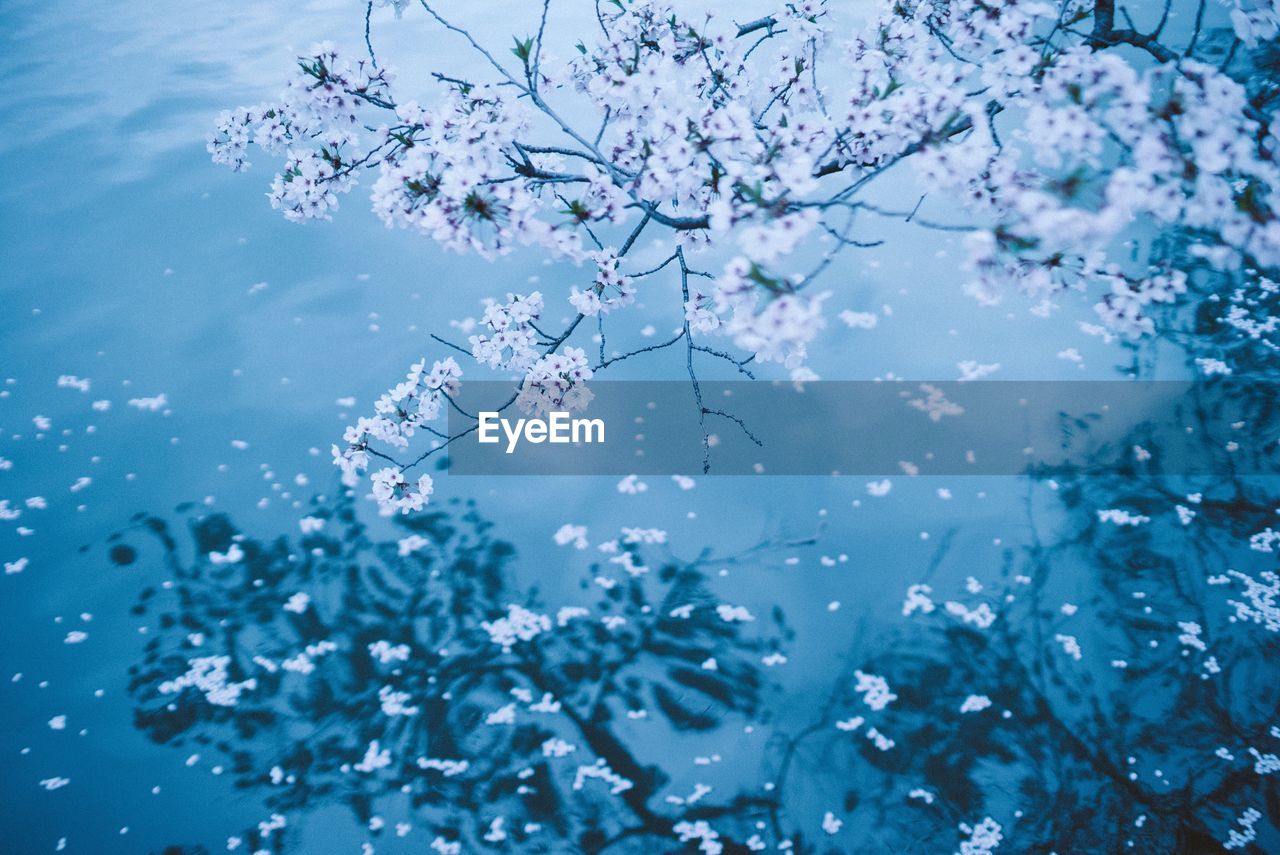 Close-up of flower tree against sky