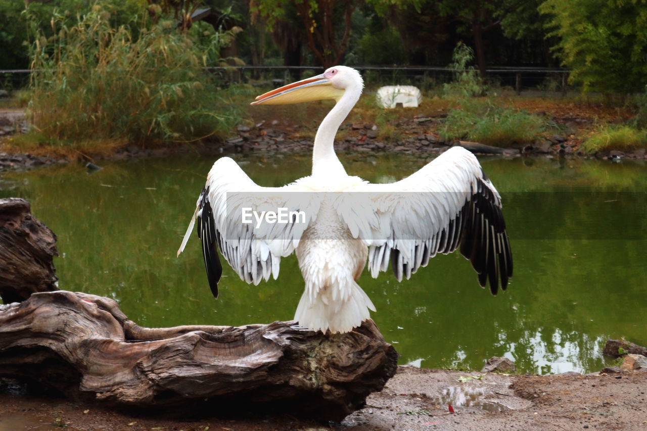 VIEW OF BIRDS IN LAKE