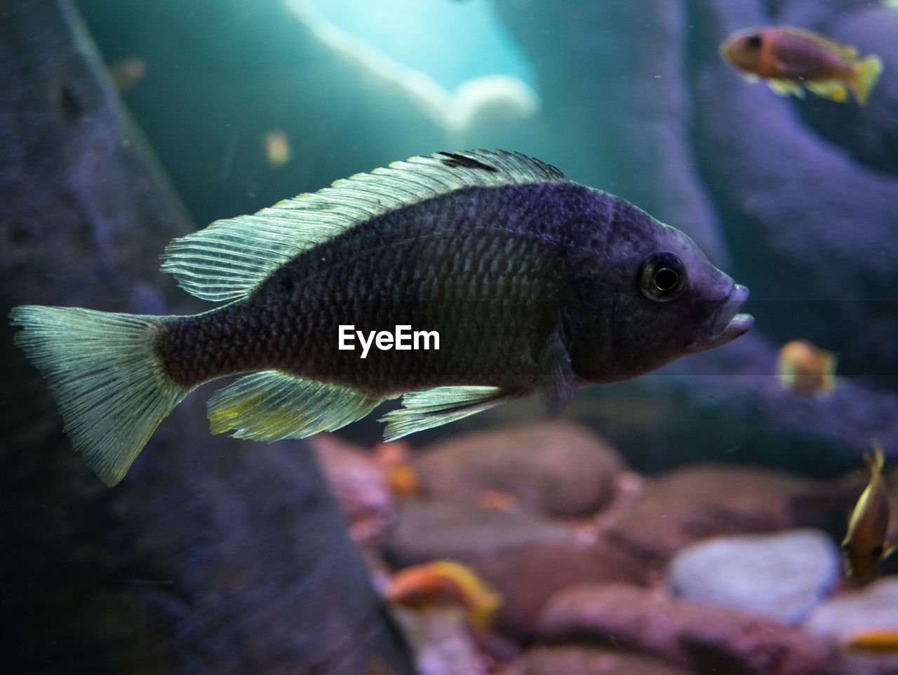 CLOSE-UP OF FISH SWIMMING UNDERWATER