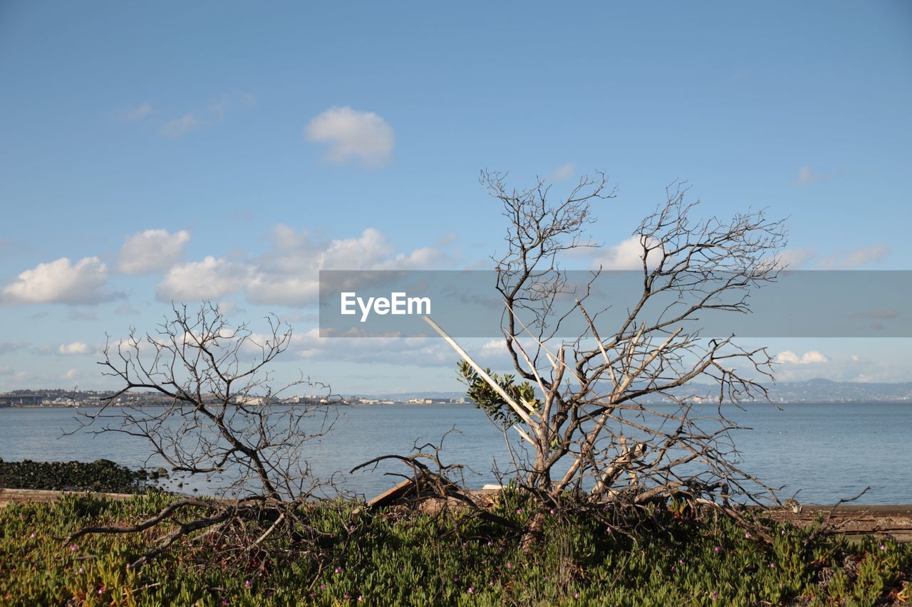 Bare trees by river against blue sky