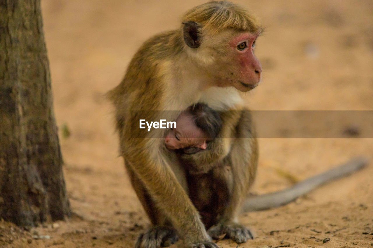 Close-up of monkey with infant sitting on ground