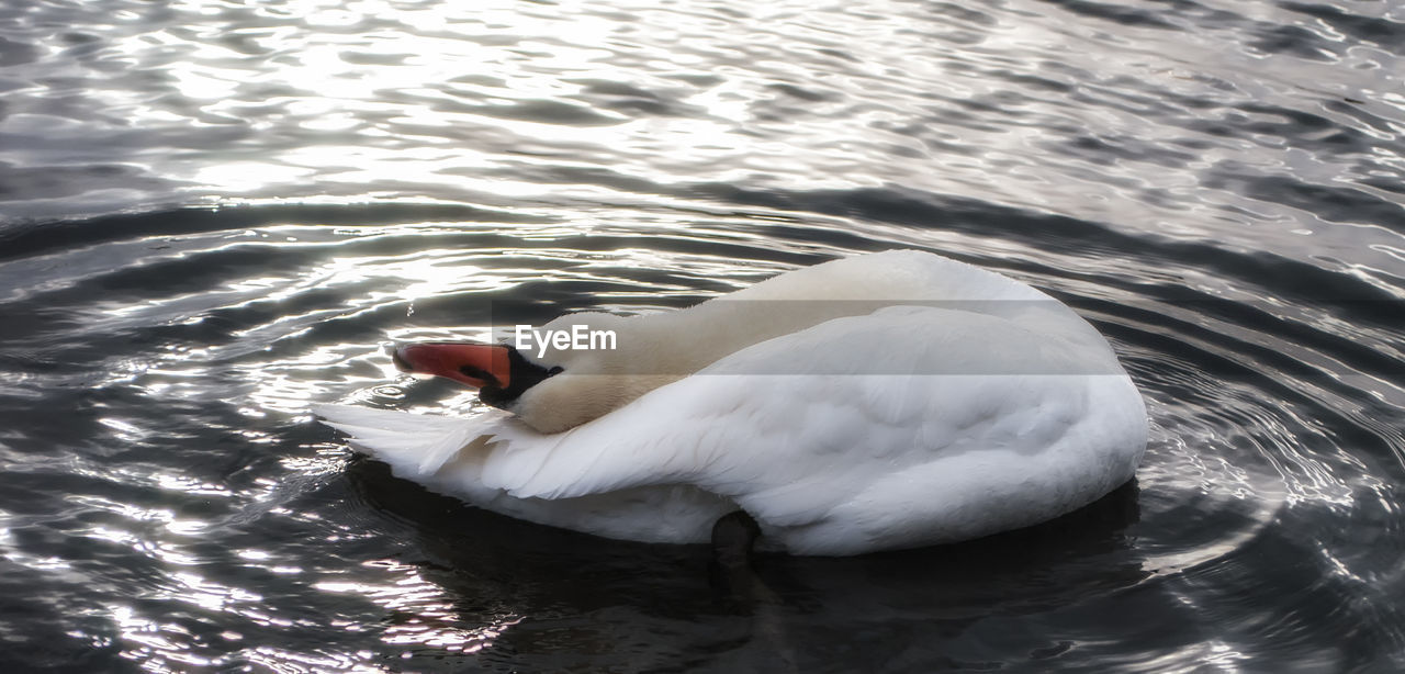 SWANS SWIMMING IN LAKE