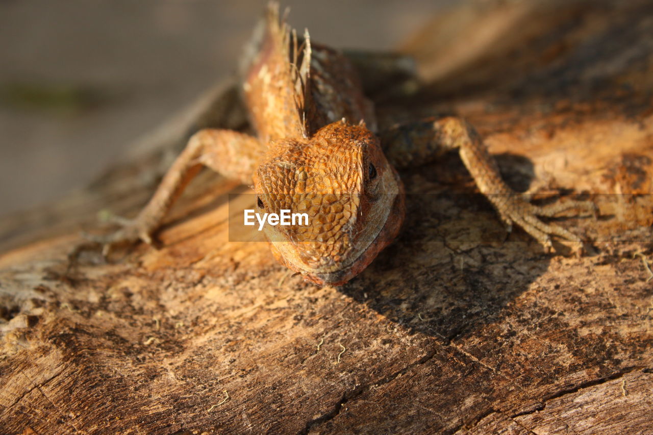 Close-up of crab on wood