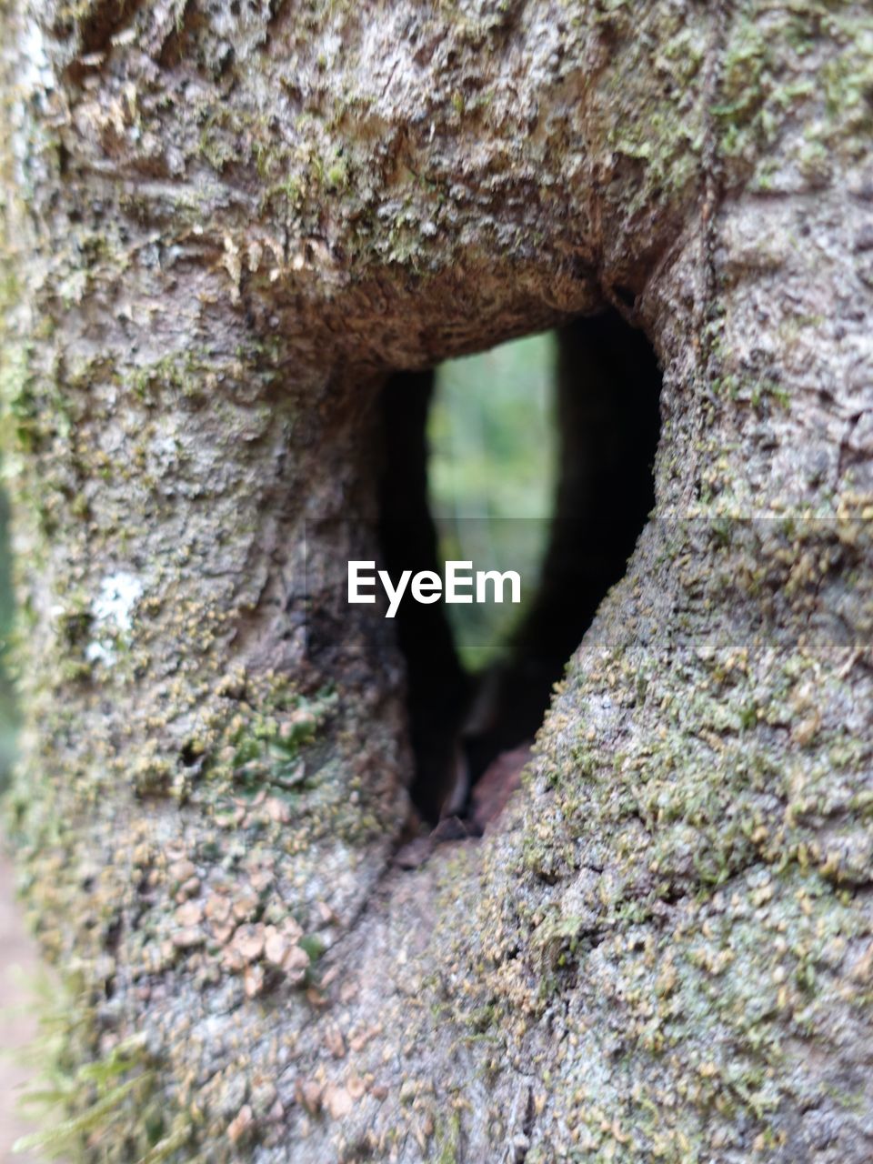 CLOSE-UP OF TREE TRUNK WITH HOLE IN BACKGROUND