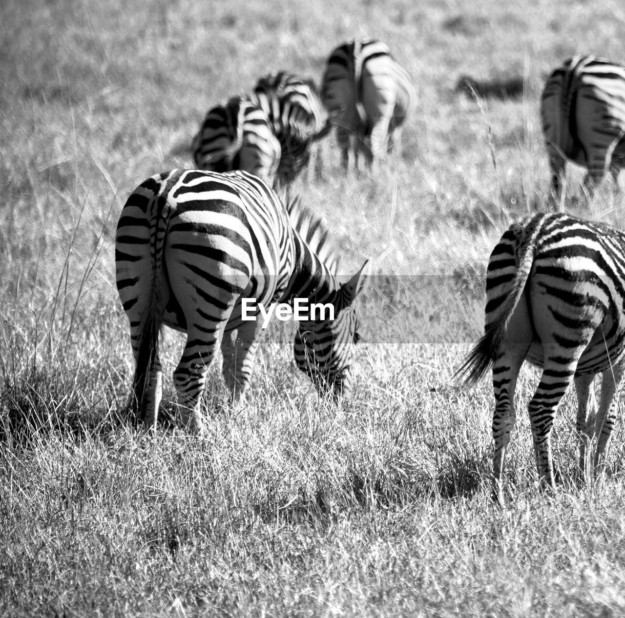 ZEBRAS IN THE FIELD