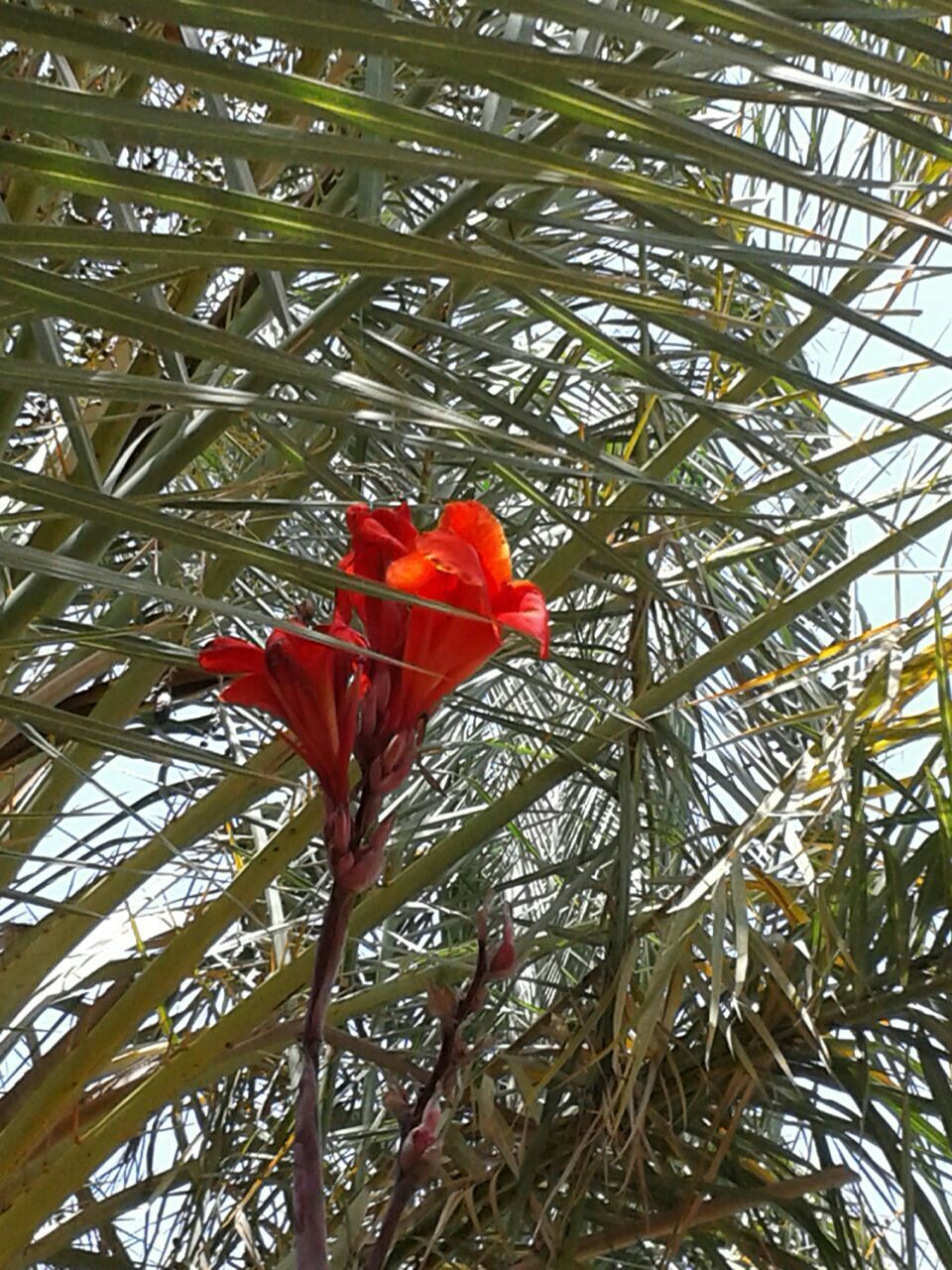 Orange flower blooming outdoors