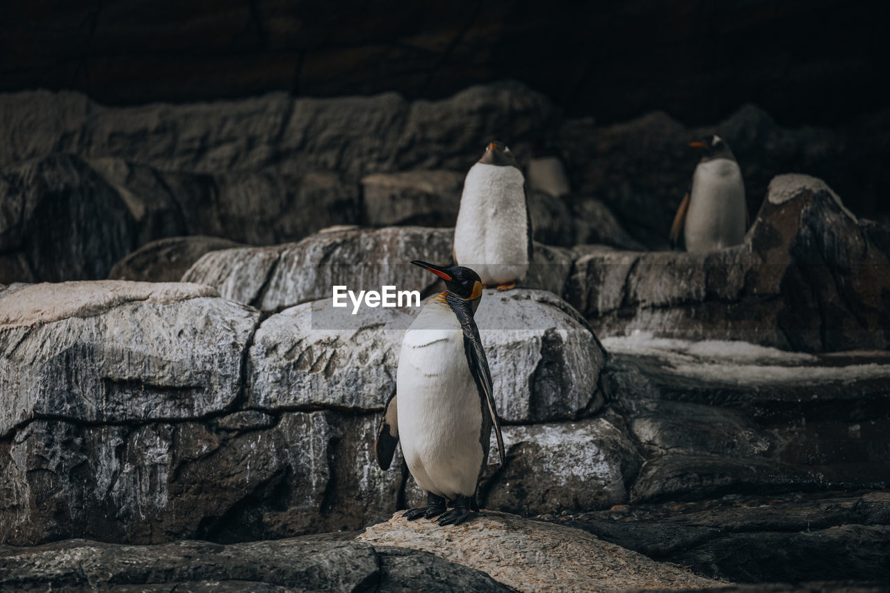 Penguin in rock formation 