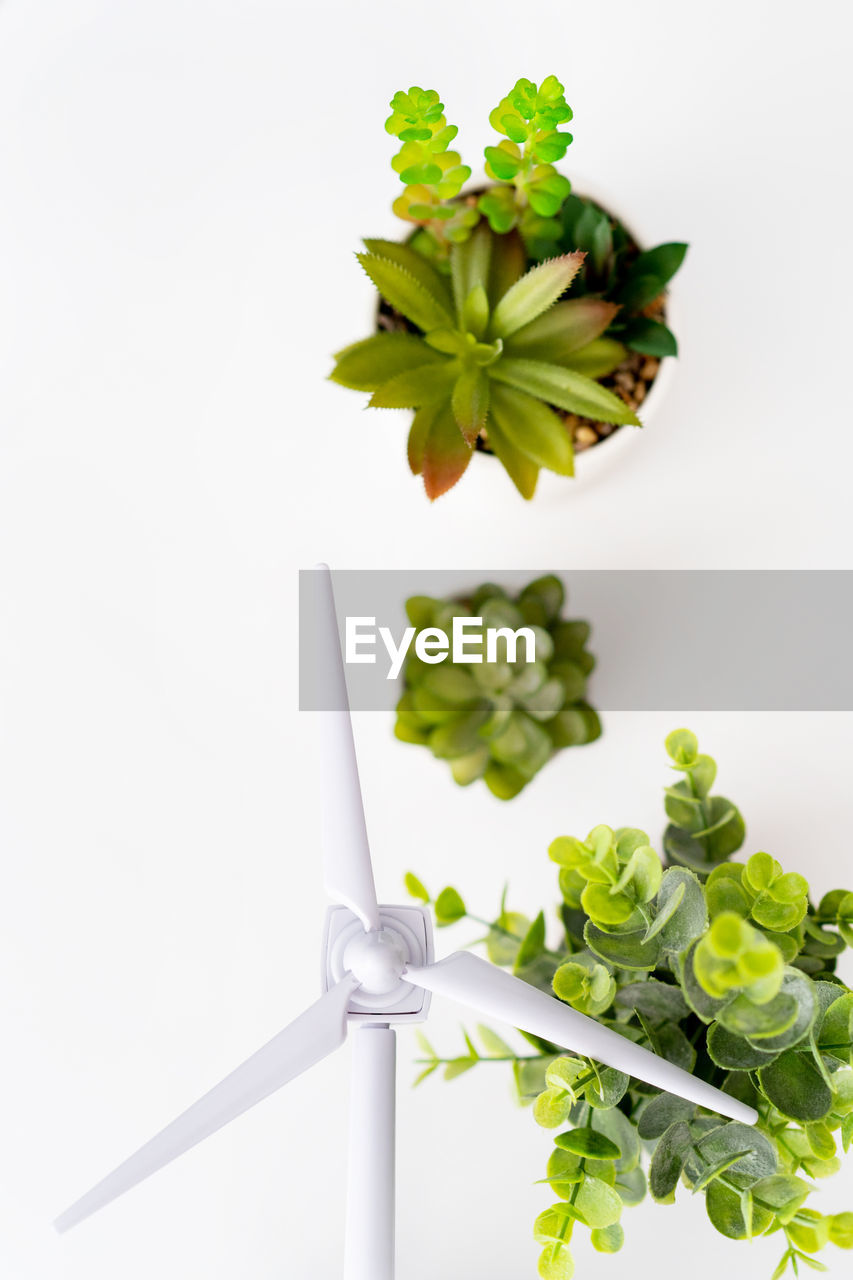 high angle view of flowers against white background