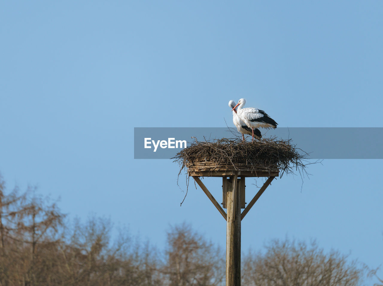 Low angle view of bird perching on tree against clear sky