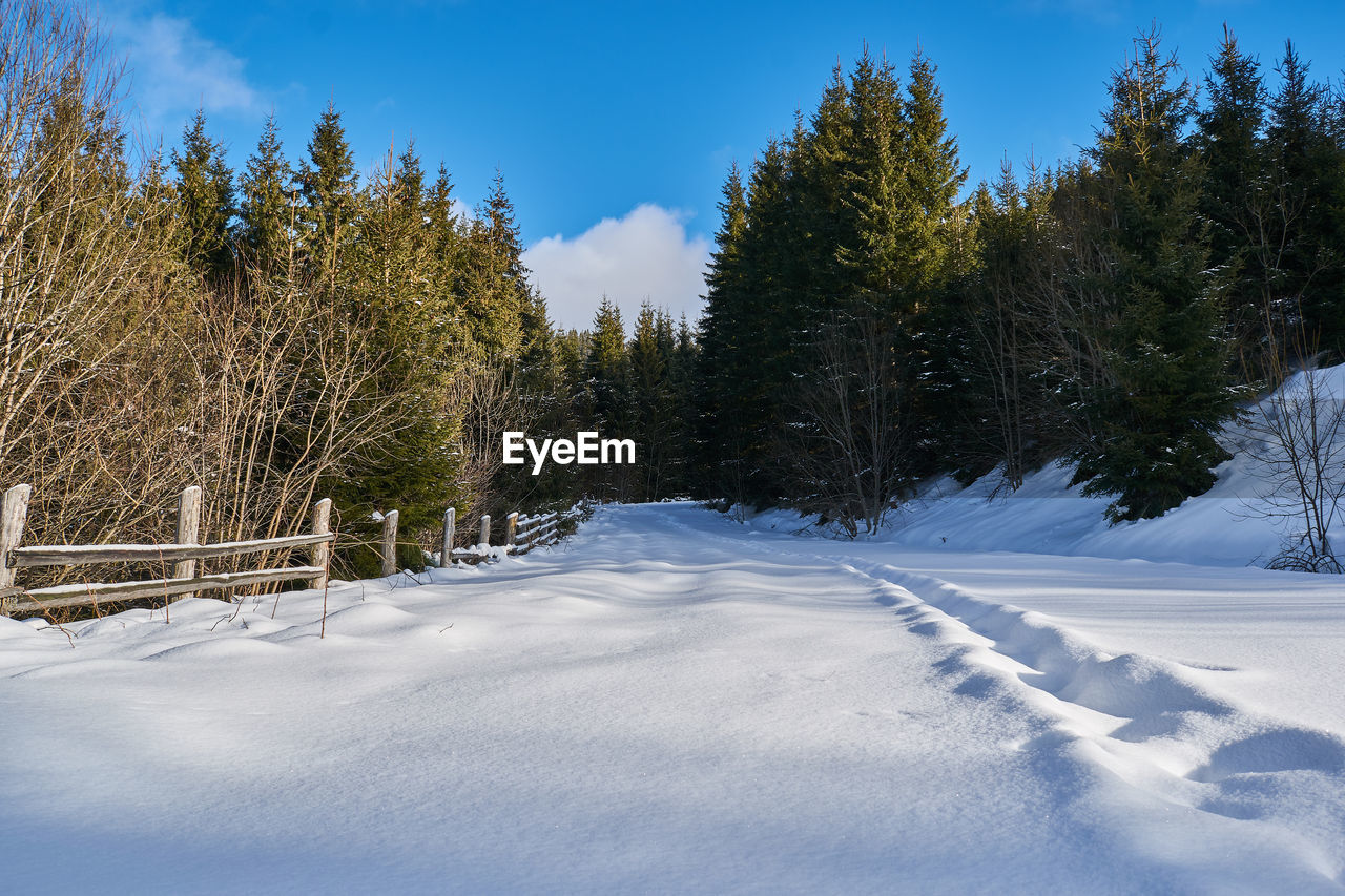 Trees on snow covered field against sky