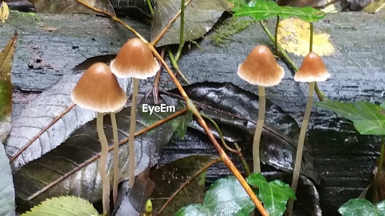 CLOSE-UP OF MUSHROOMS GROWING ON PLANT