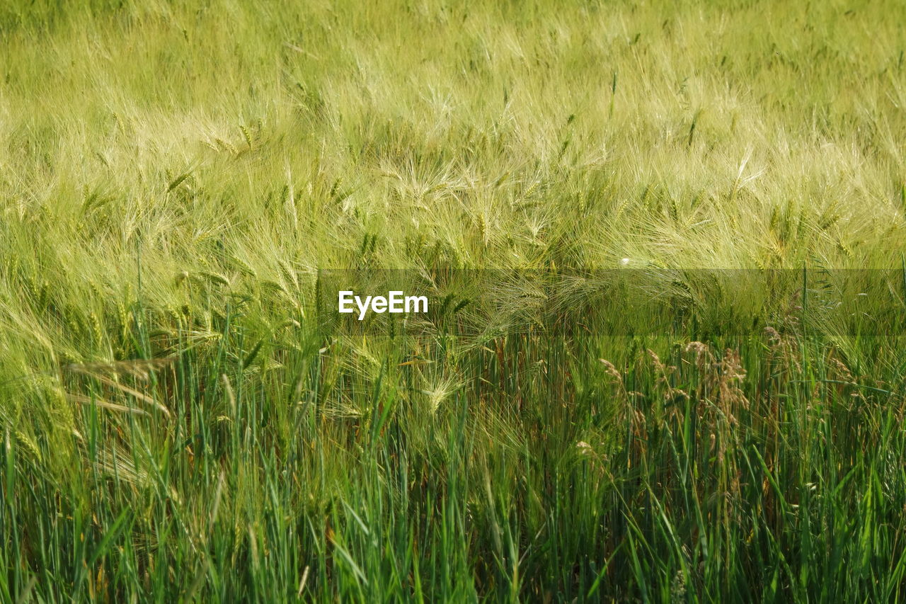 Full frame shot of wheat growing on field