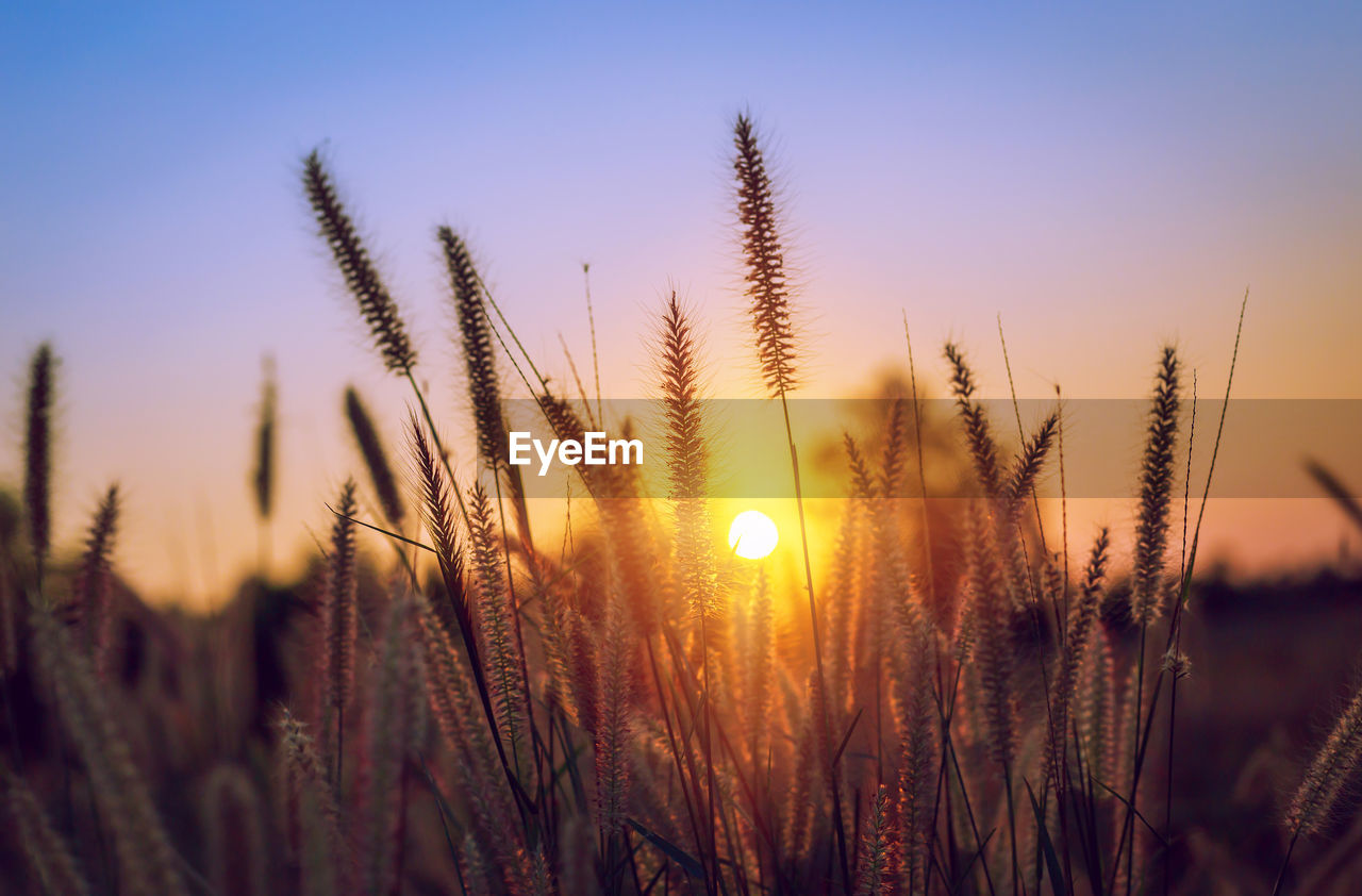 close-up of wheat growing on field against sky during sunset