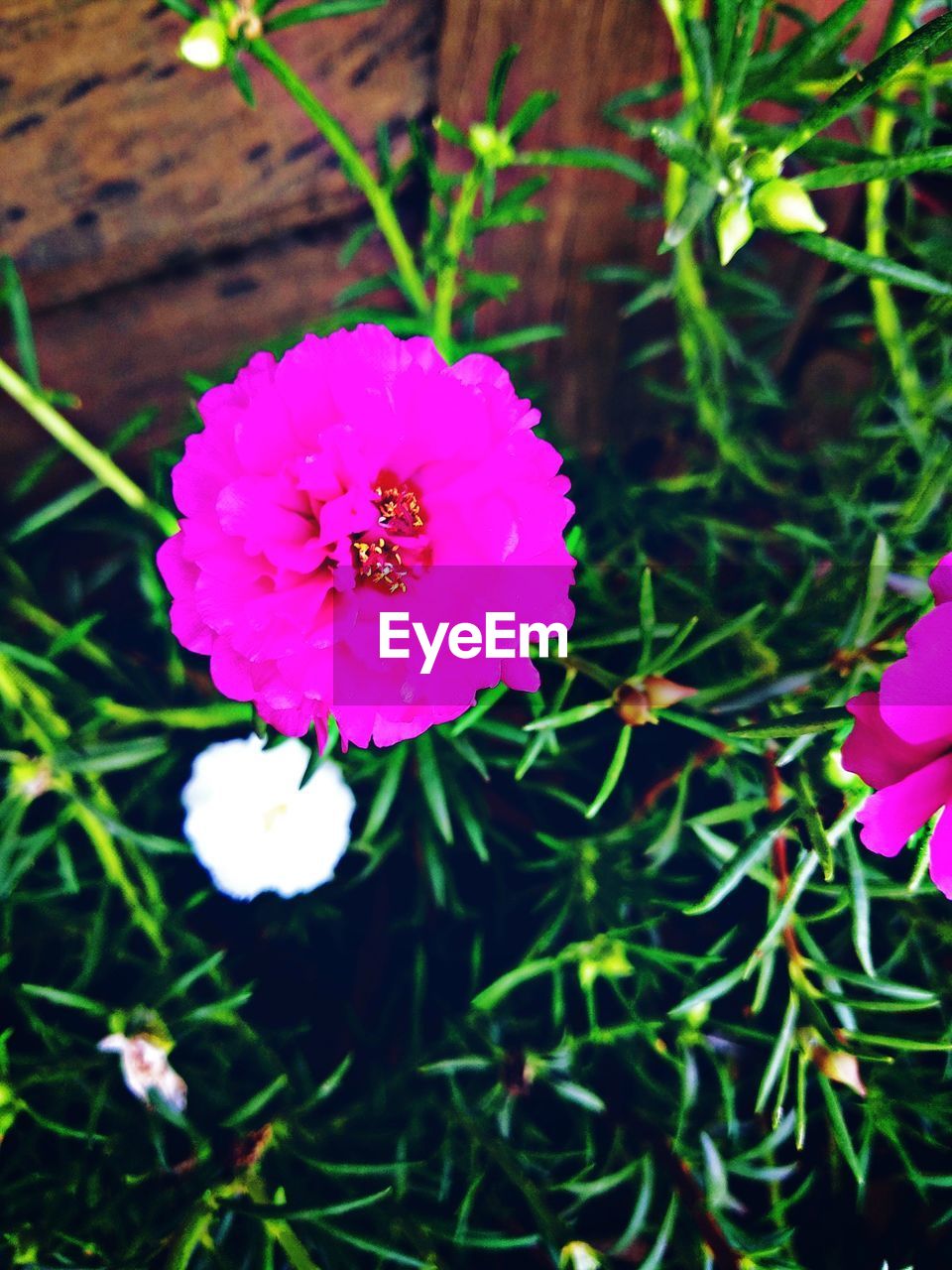 CLOSE-UP OF PINK FLOWER ON FIELD