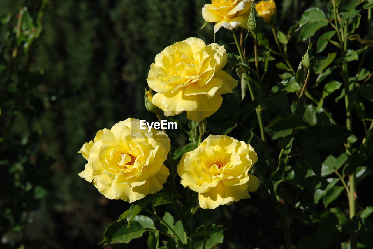 Close-up of yellow rose