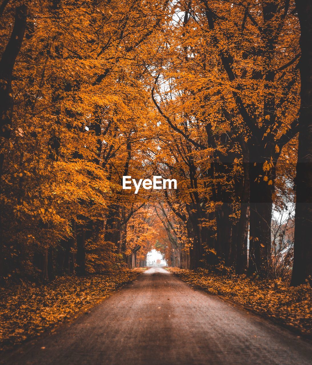 Road amidst trees during autumn