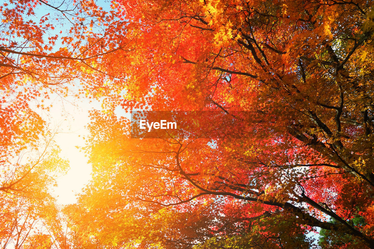 Low angle view of trees against sky