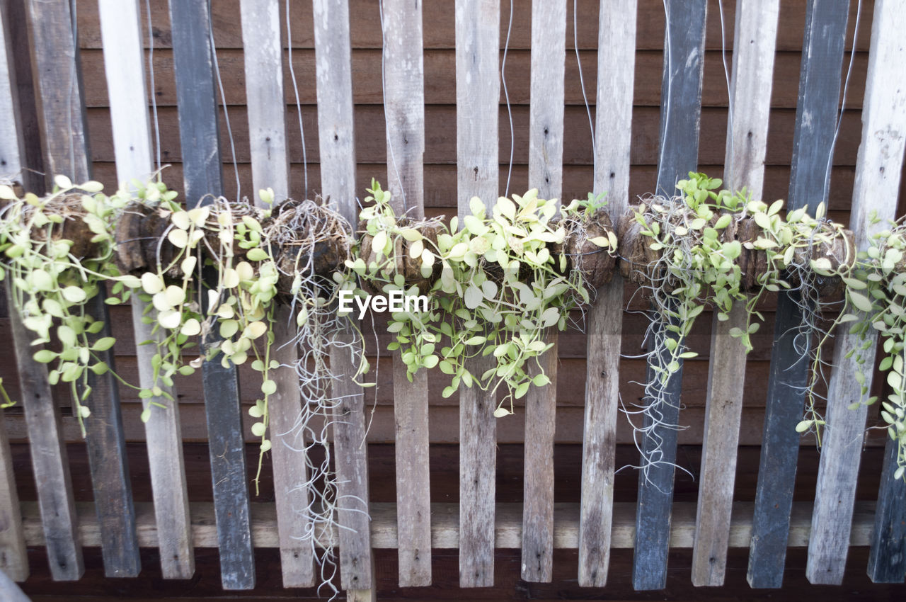 PLANTS GROWING ON WOODEN FENCE BY POTTED PLANT