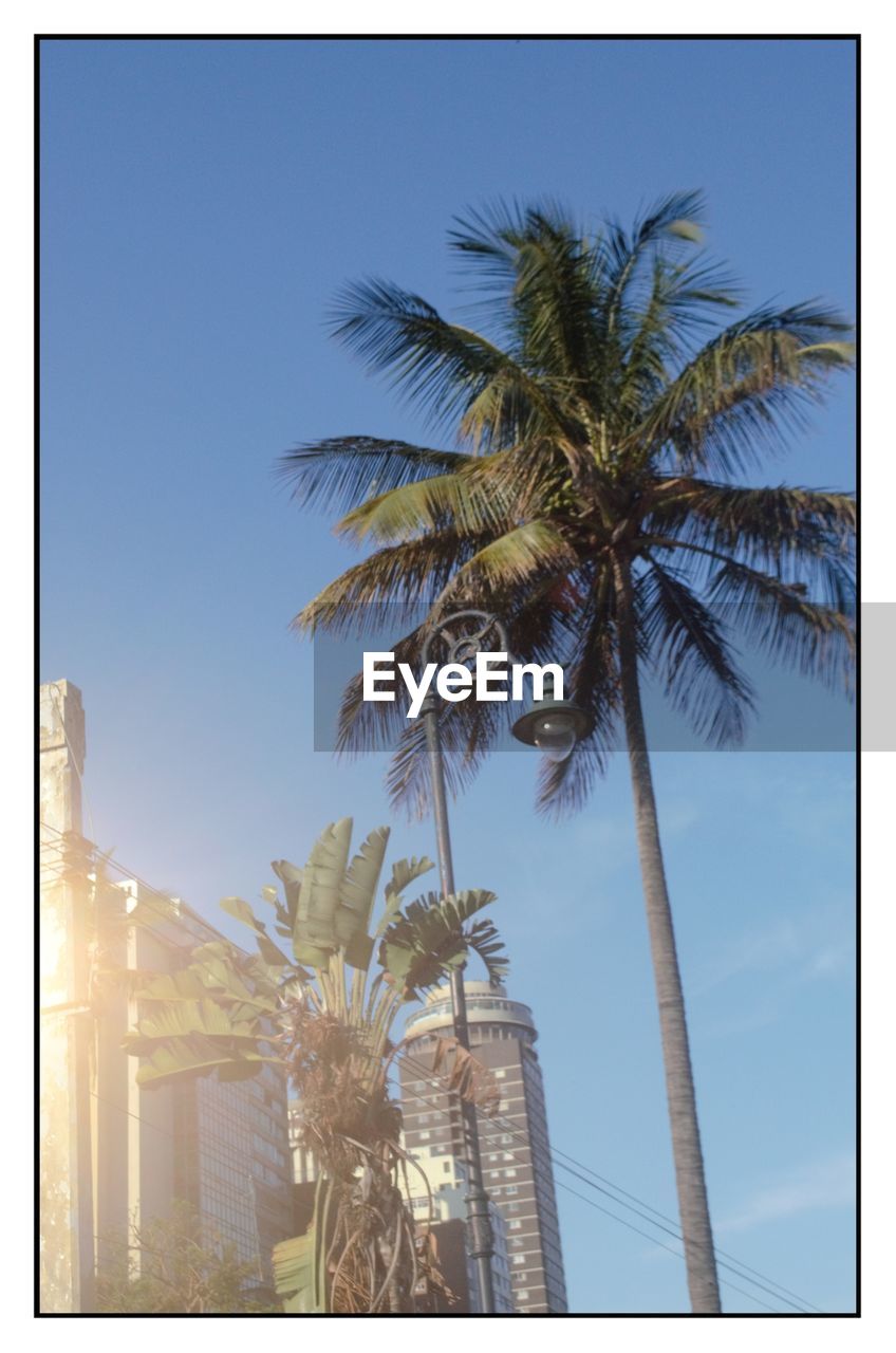 LOW ANGLE VIEW OF PALM TREES AGAINST BLUE SKY