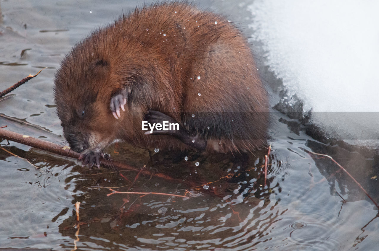 Close-up of rodent in lake during winter