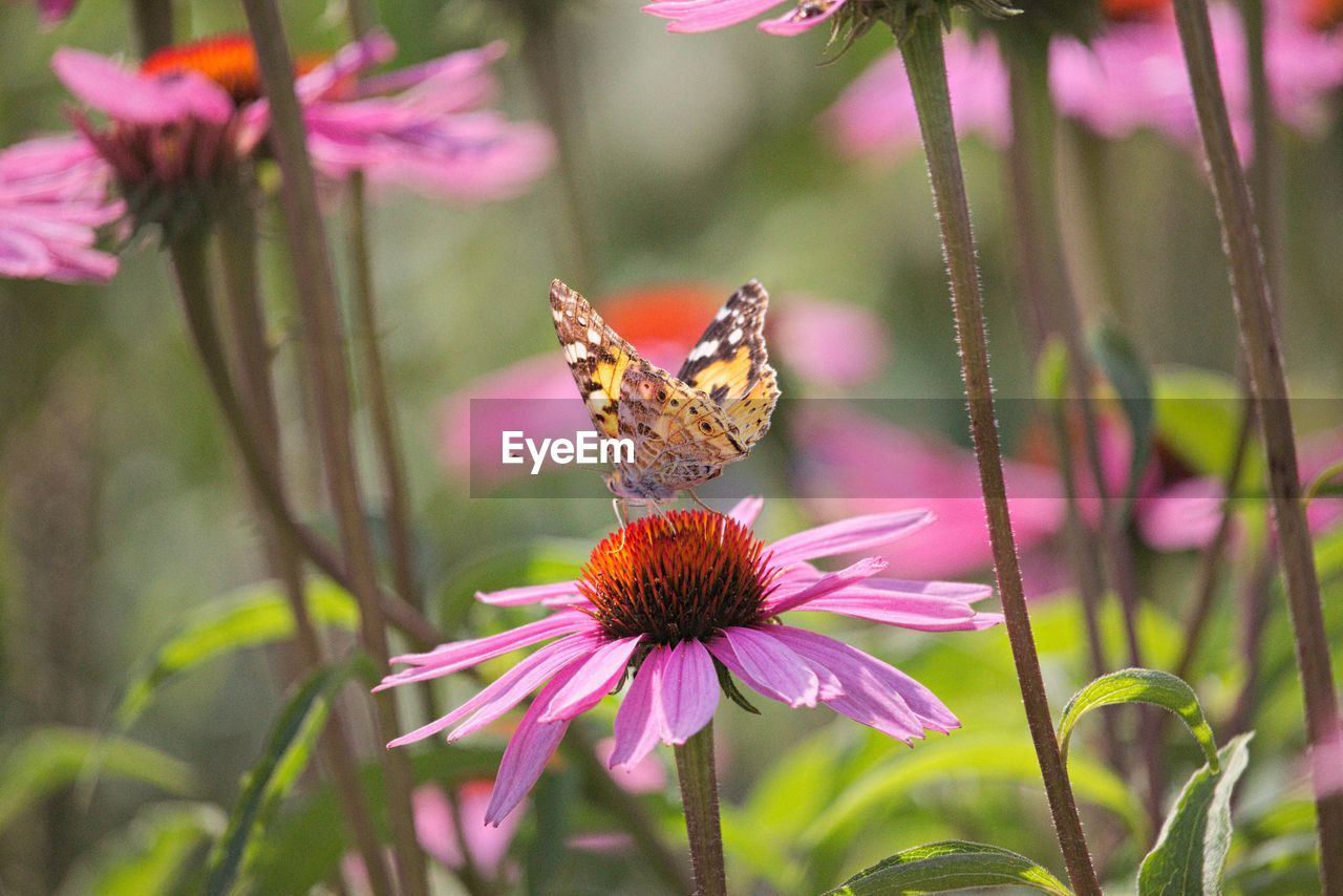 CLOSE-UP OF BUTTERFLY POLLINATING ON PURPLE FLOWER