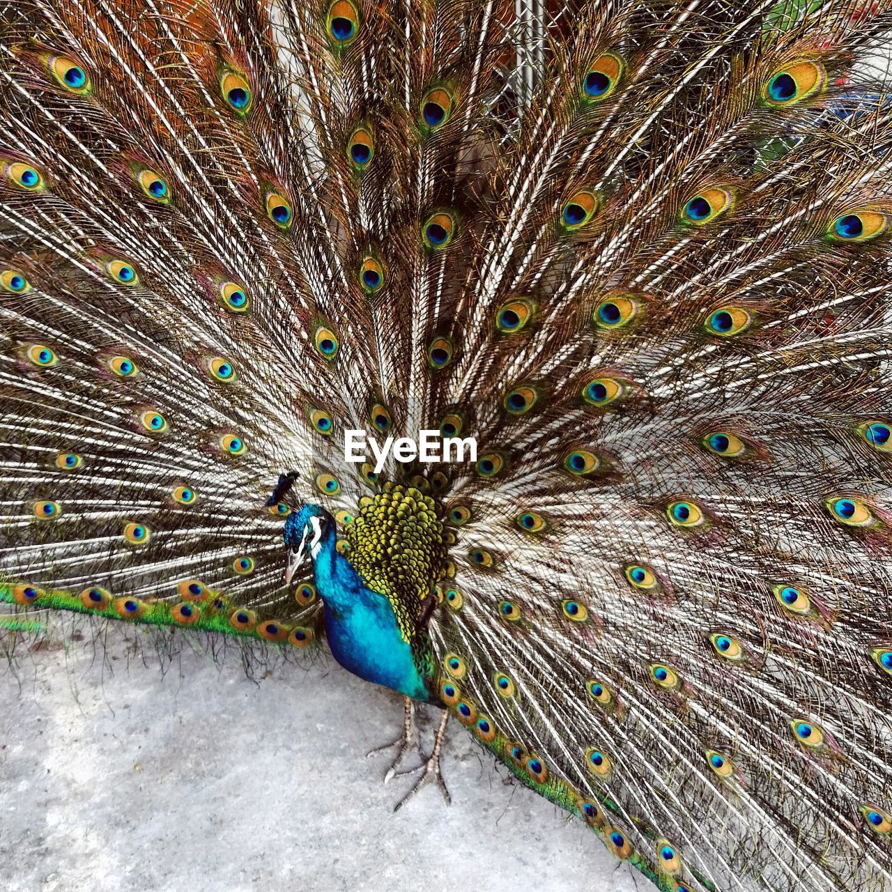 Close-up of peacock