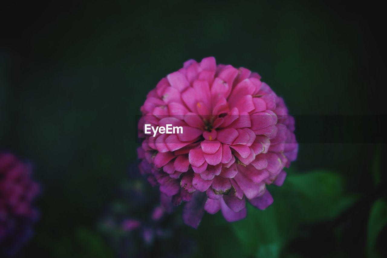 Close-up of pink dahlia flower in park