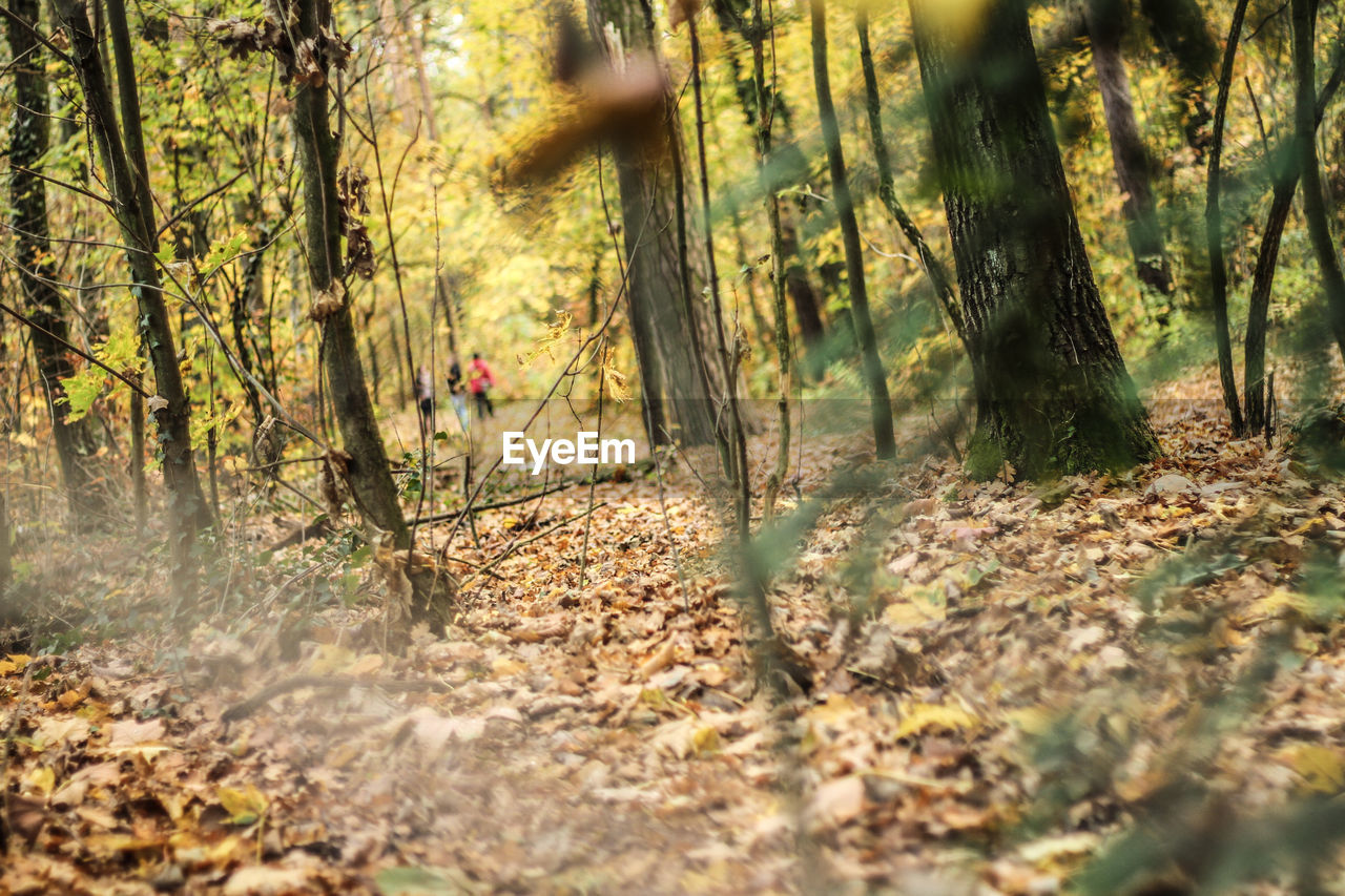 Trees growing in forest during autumn