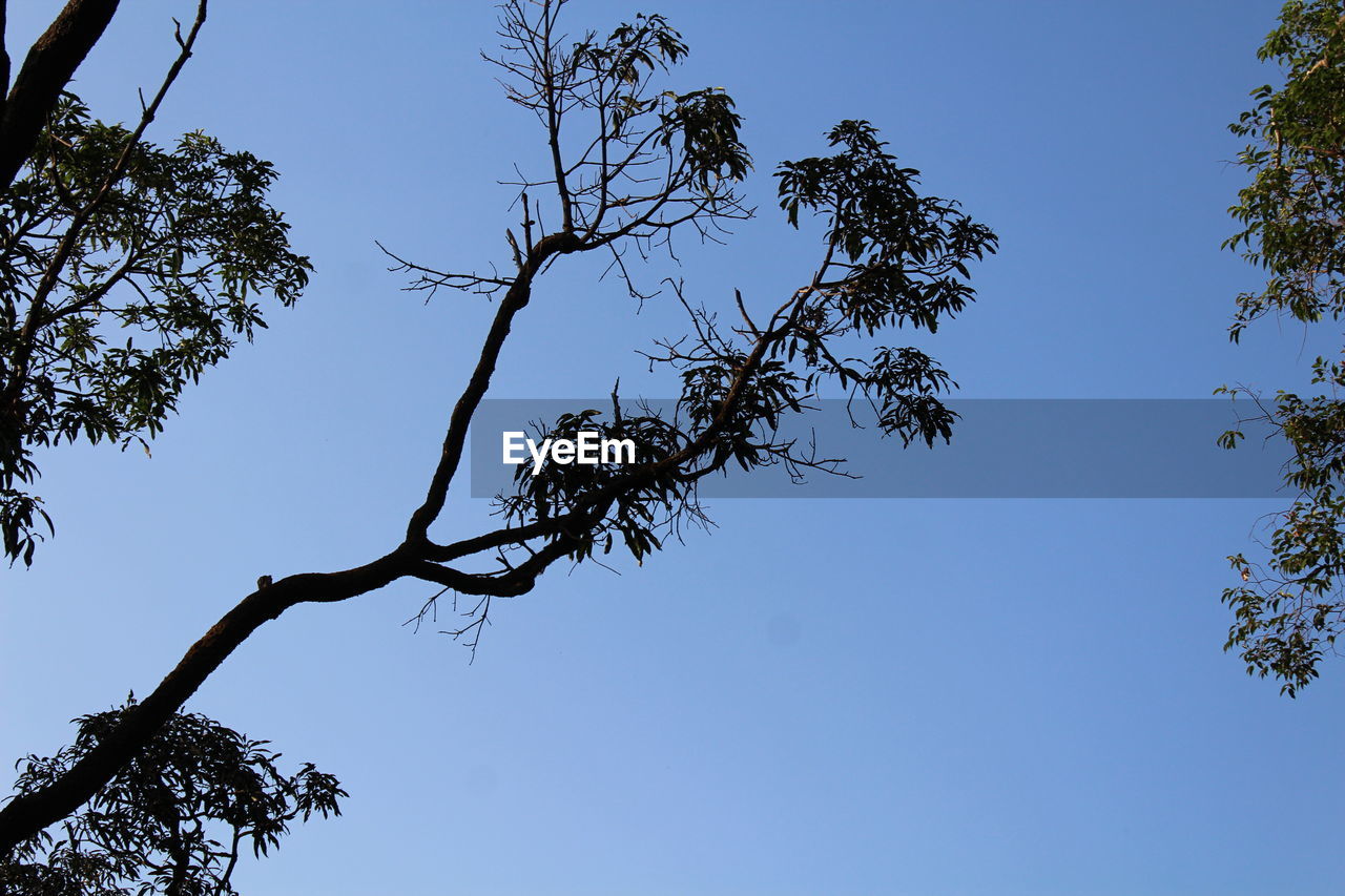LOW ANGLE VIEW OF TREE AGAINST BLUE SKY