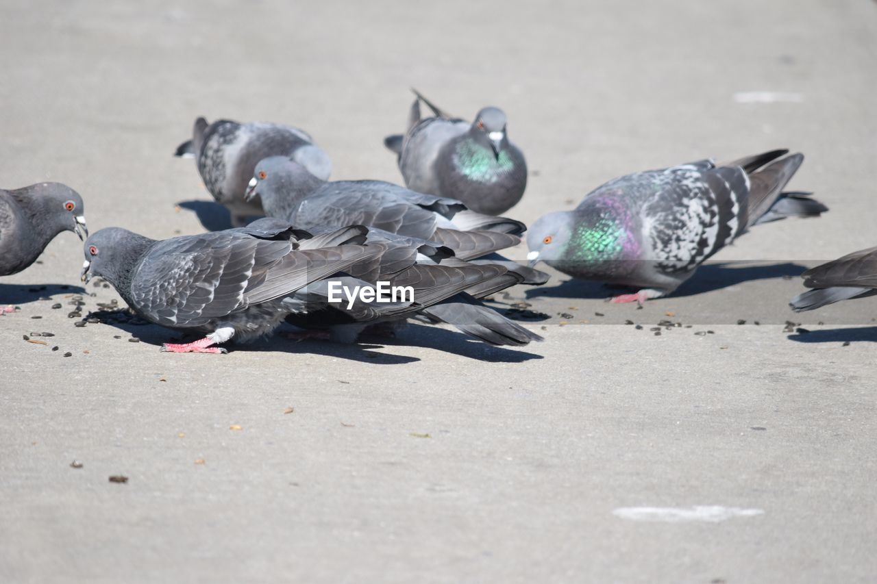 Pigeons on street