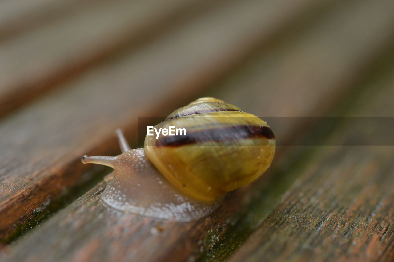 snail, snails and slugs, mollusk, animal themes, animal wildlife, gastropod, animal, close-up, wood, one animal, macro photography, shell, wildlife, boredom, animal shell, no people, selective focus, crawling, animal body part, macro, nature, animal antenna, yellow, insect, outdoors, slimy, day, brown