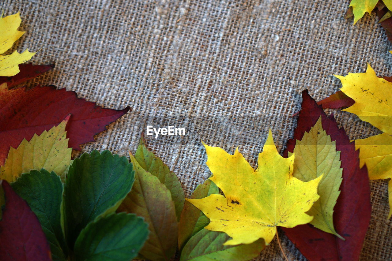 High angle view of maple leaves on plant