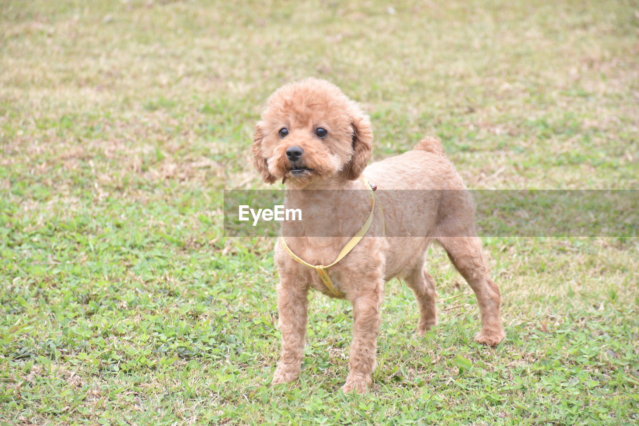 PORTRAIT OF A DOG ON GRASSLAND