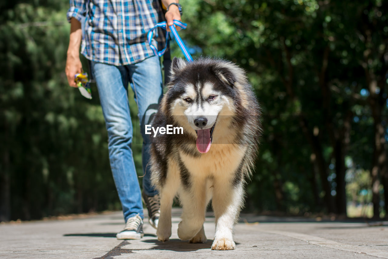 Low section of man with dog walking on street