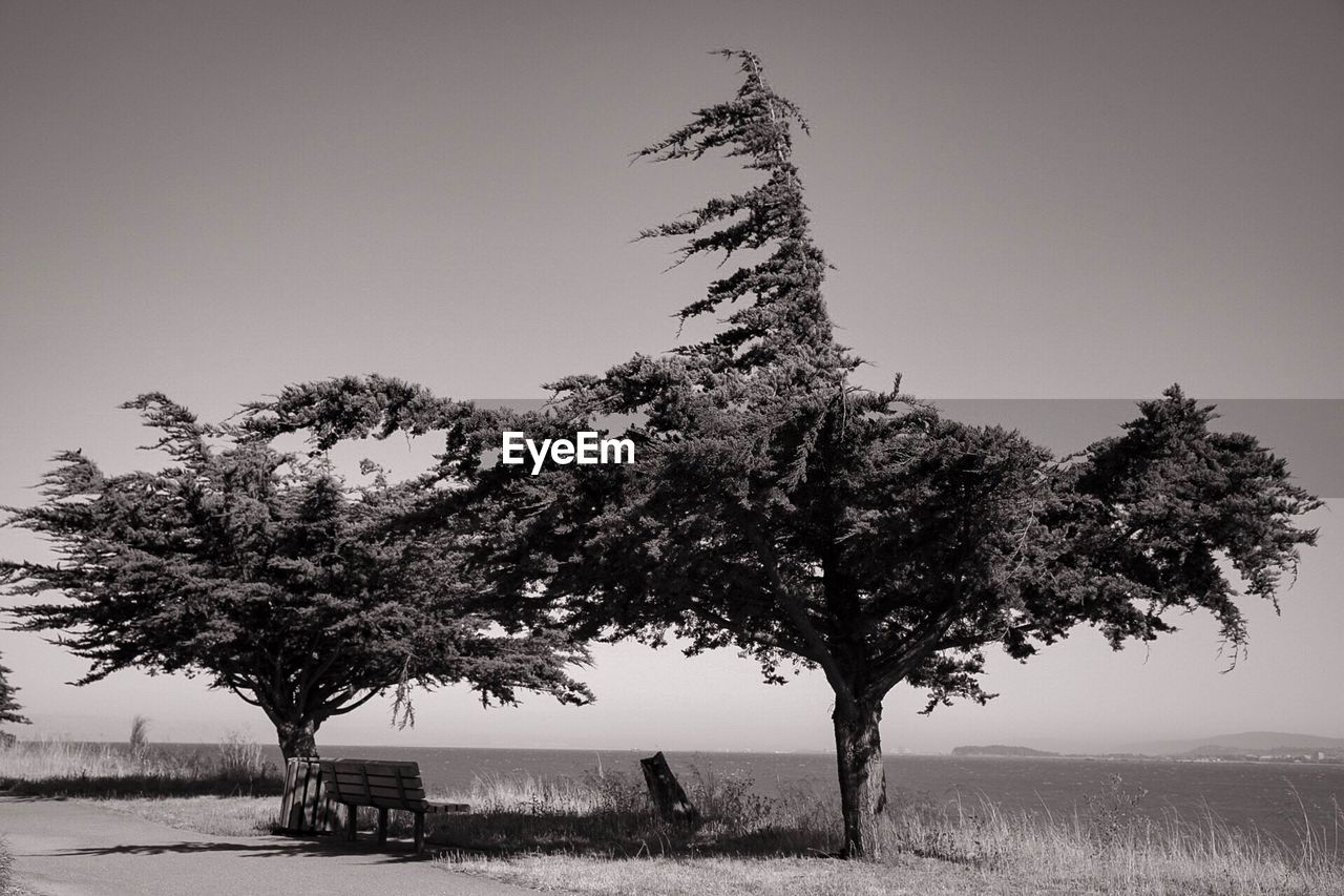 TREE AGAINST CLEAR SKY