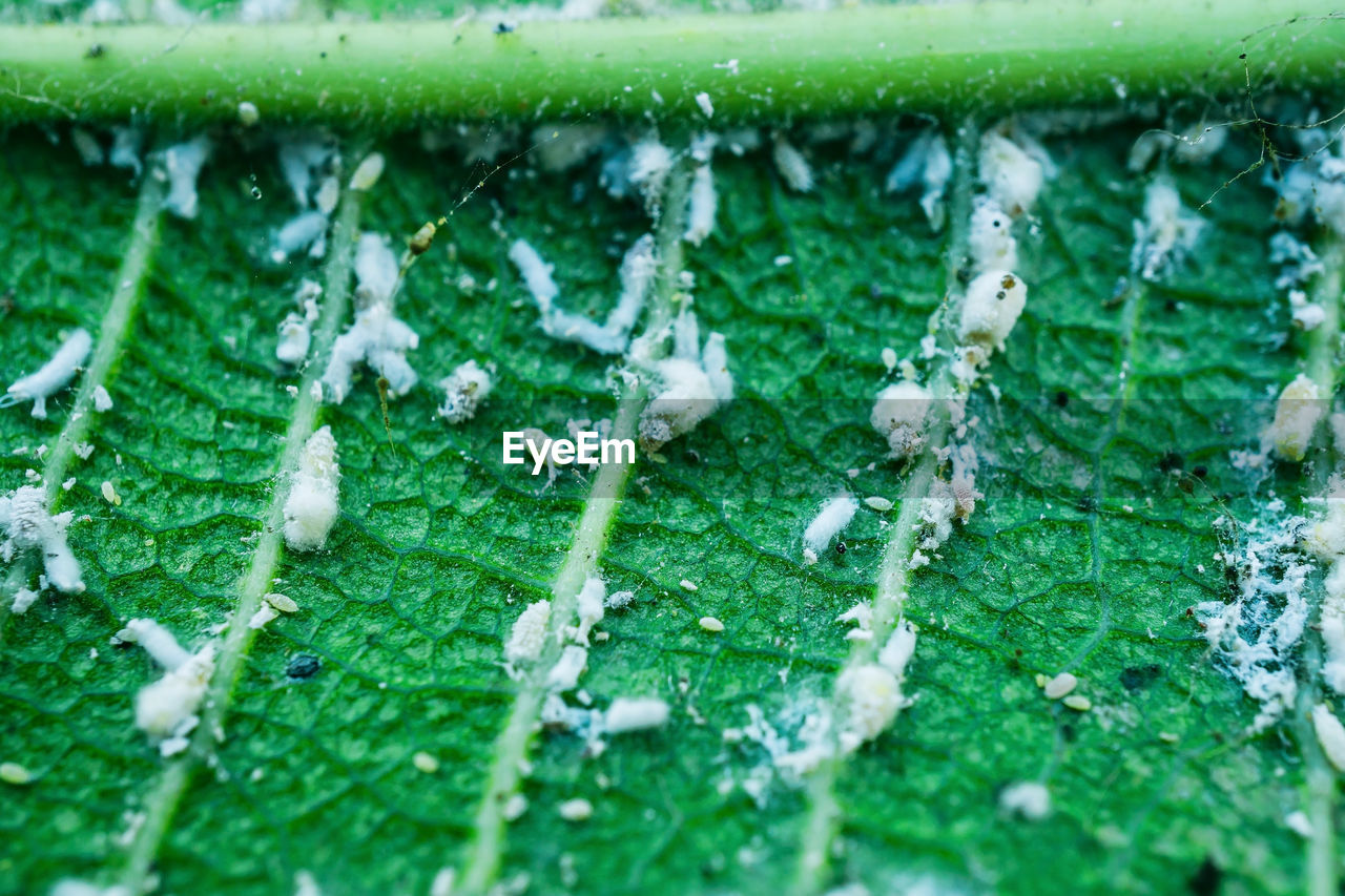 Close-up white aphids on leaves.