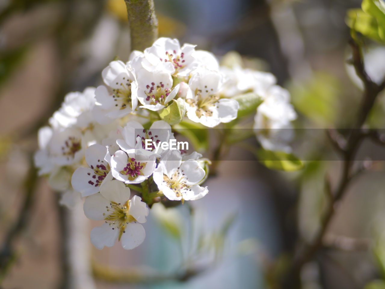 Close-up of white flowers growing outdoors