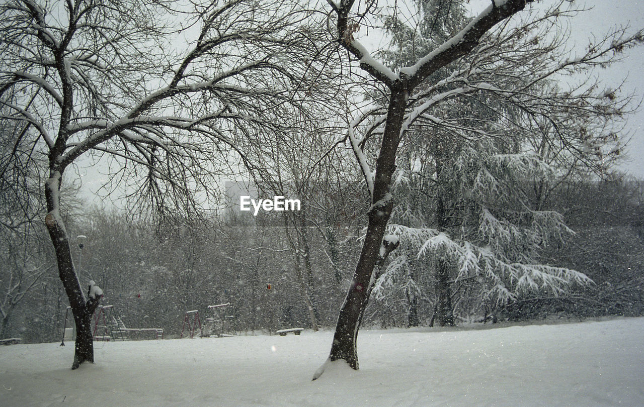 Bare trees on snow covered landscape