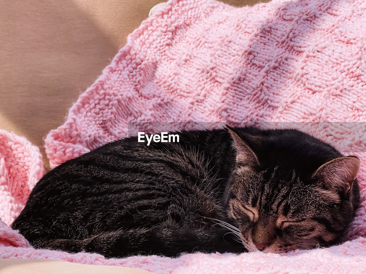 close-up of cat sleeping on bed