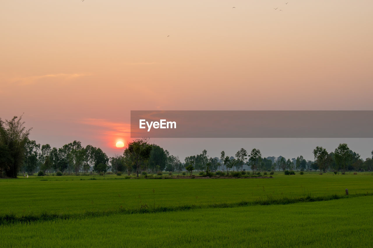 Scenic view of field against sky during sunset