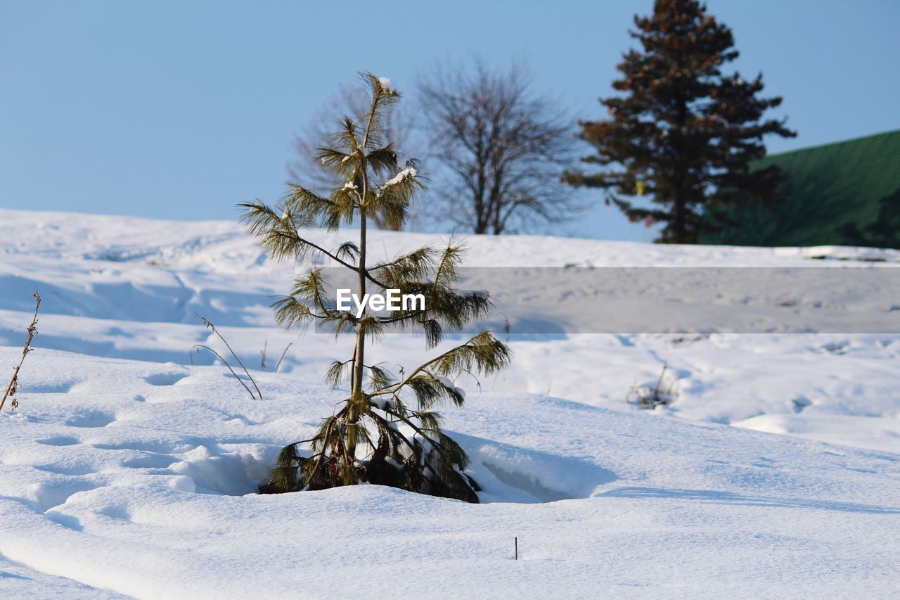 Trees on snow field against clear sky