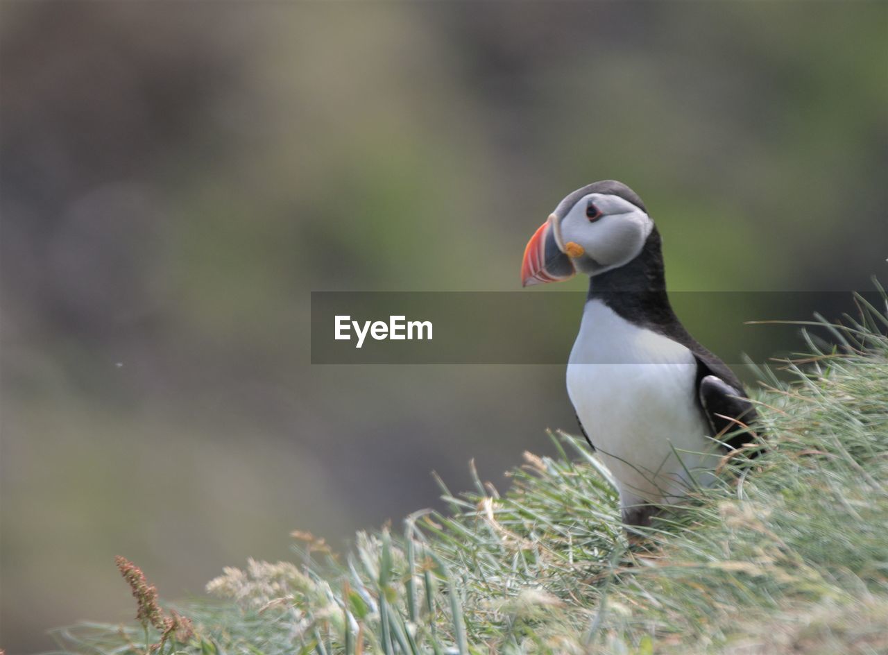 Close-up of a bird